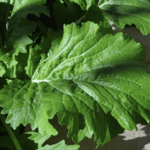 Fresh green mustard leaves with textured veins.